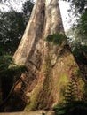 Huge tree base