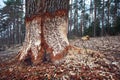 Huge tree with beaver teeth marks. Tree trunk nibbled by wild beaver Royalty Free Stock Photo