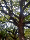 huge tree with branches intrecting sun ligth Royalty Free Stock Photo