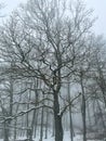 Huge tree covered in snow in a forest looking like a winter wonderland Royalty Free Stock Photo