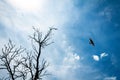 Huge tree with dry branches pointing at the cloudy sky. A bird flying in the sky Royalty Free Stock Photo