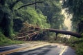 huge tree fallen across a road during a hurricane