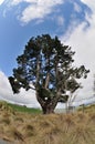 Huge tree and Hay