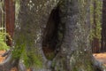Huge tree with a hole in the middle 1 Royalty Free Stock Photo