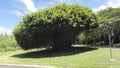 The huge tree at the intersection of roads Unai Laggua drive and Chalan Kalabera