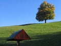 Huge tree in the meadow