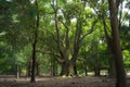 Huge tree in the nature in Japan forest Royalty Free Stock Photo