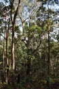 Huge tree at Ngungun Glass House Mountains National Park Royalty Free Stock Photo