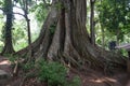 Huge tree at Periyar National Park, Thekkady, Kerala