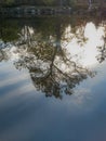 Huge tree reflecting in lake at sunny day Royalty Free Stock Photo