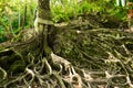 Huge tree with roots of the ancient balinese temple Goa Gajah, Elephant Cave in Bali, Unesco, Indonesia Royalty Free Stock Photo