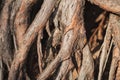 Huge tree roots. Background of different wood textures. Close-up of big roots Royalty Free Stock Photo