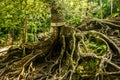 Huge tree with roots in the balinese temple Goa Gajah, Elephant Cave in Bali, Unesco, Indonesia Royalty Free Stock Photo