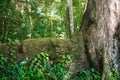 Huge tree roots in the green jungles of Asia. Royalty Free Stock Photo