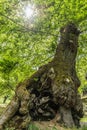 Huge tree seen from below