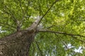 A huge tree in the spring mountains. Bottom view of the sky Royalty Free Stock Photo