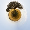 A huge tree standing alone on a wide field Royalty Free Stock Photo