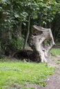 Huge tree stump torn from the ground