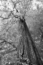 Huge tree forest nature black and white