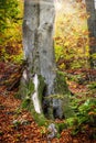 Huge Tree Trunk Surrounded By Colorful Autumn Foliage