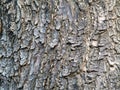 Huge Tree Trunk Texture Shows Its Age