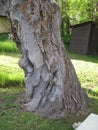 Huge tree trunk in Utah