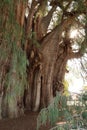 The huge Tree of Tule, El Arbol del Tule, sun shining through its branches, Oaxaca, Mexico