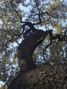 twisted tree seen from below