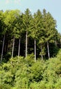 Huge trees in the forest with green leaves and blue sky background