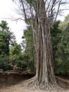 Huge trees with a powerful root system