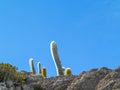Huge Trichoreus cactus standing on Isla Incahuasi at salt plain