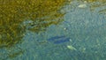 Huge trout feeds in the pool on a New Zealand river