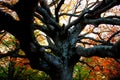 Huge trunk of a beech tree with numerous massive interwoven branches in Canfaito forest