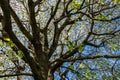 Majestic blooming cherry tree in garden