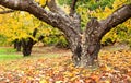 Huge trunk of a cherry tree