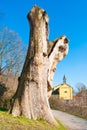 Secular plane tree completely cut with a small church in the background Royalty Free Stock Photo