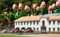 Huge tulips behind miniature house