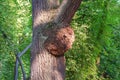 A huge tumor on the trunk of a pine tree. Growth on a diseased tree