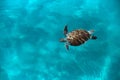 Huge turtle Caretta caretta swims in the sea, top view