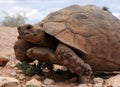 Huge turtle crawling Royalty Free Stock Photo