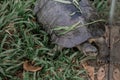 Huge turtle on the grass in the Vinpearl Safari Park Royalty Free Stock Photo