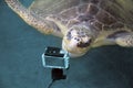 A huge turtle is looking into an action camera. turtle in the Sea saving animals turtles Conservation Research Project in Bentota Royalty Free Stock Photo