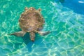 A huge turtle off the coast in the Mediterranean Sea. Background with copy space