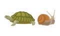 Huge Turtle and Snail as Reptile Vector Set Royalty Free Stock Photo