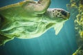 Huge turtle swimming under the sea Royalty Free Stock Photo