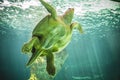 Huge turtle swimming under the sea Royalty Free Stock Photo