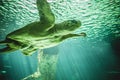 Huge turtle swimming under the sea Royalty Free Stock Photo