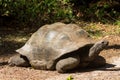 Huge turtle in the wild nature of Africa