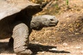 Huge turtle in the wild nature of Africa