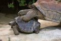 Giant turtles copulation